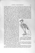 Old Antique Print Natural History 1894-95 Skeleton Vulture Parrot Birds 19th