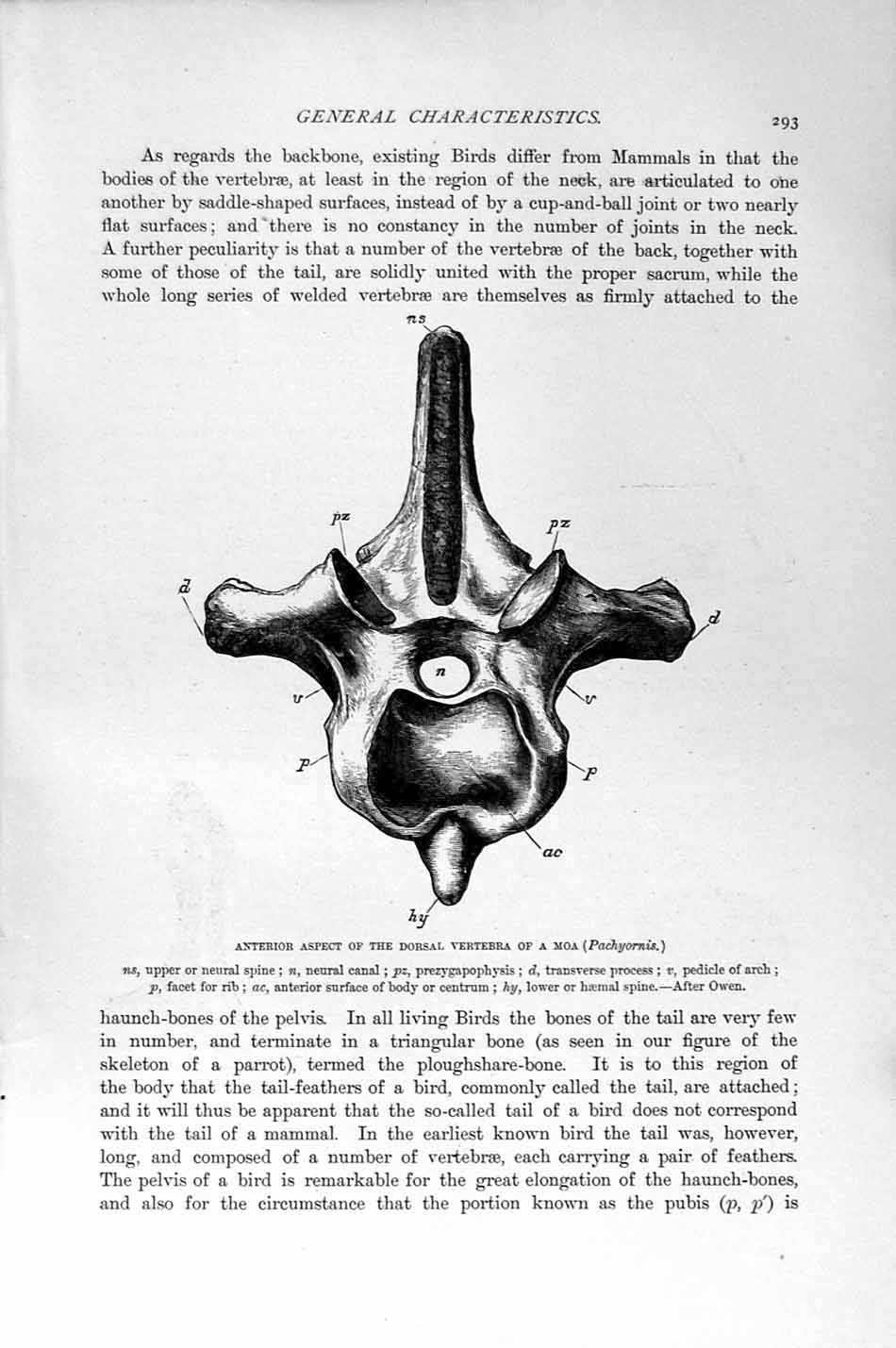 Old Antique Print Natural History 1894-95 Dorsal Vertebra Moa Bones Birds 19th