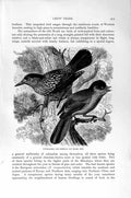 Original Old Antique Print Natural History 1894-95 Nutcracker Siberian Jay Crow