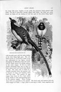Original Old Antique Print Natural History 1894-95 Red-Billed Magpie Indian
