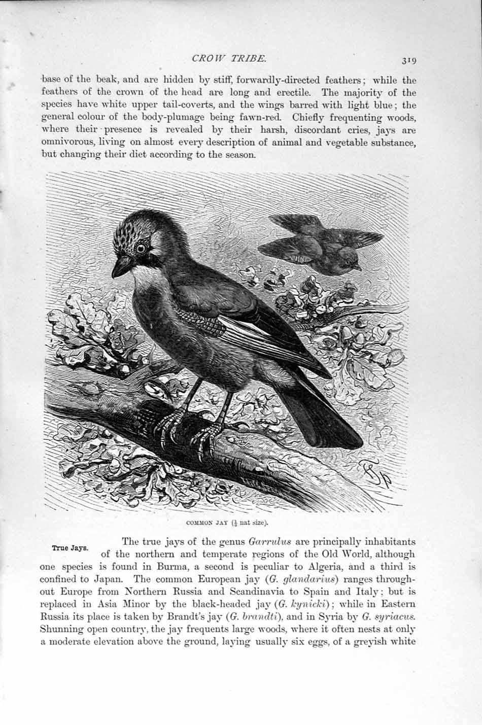 Original Old Antique Print Natural History 1894-95 Common Jay Crow Tribe 19th