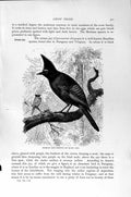 Old Antique Print Crow Birds Mexican Jay Urraca Natural History 1894-95 19th