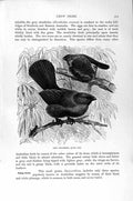 Original Old Antique Print Natural History 1894-95 Crow Birds Struthidea Piping