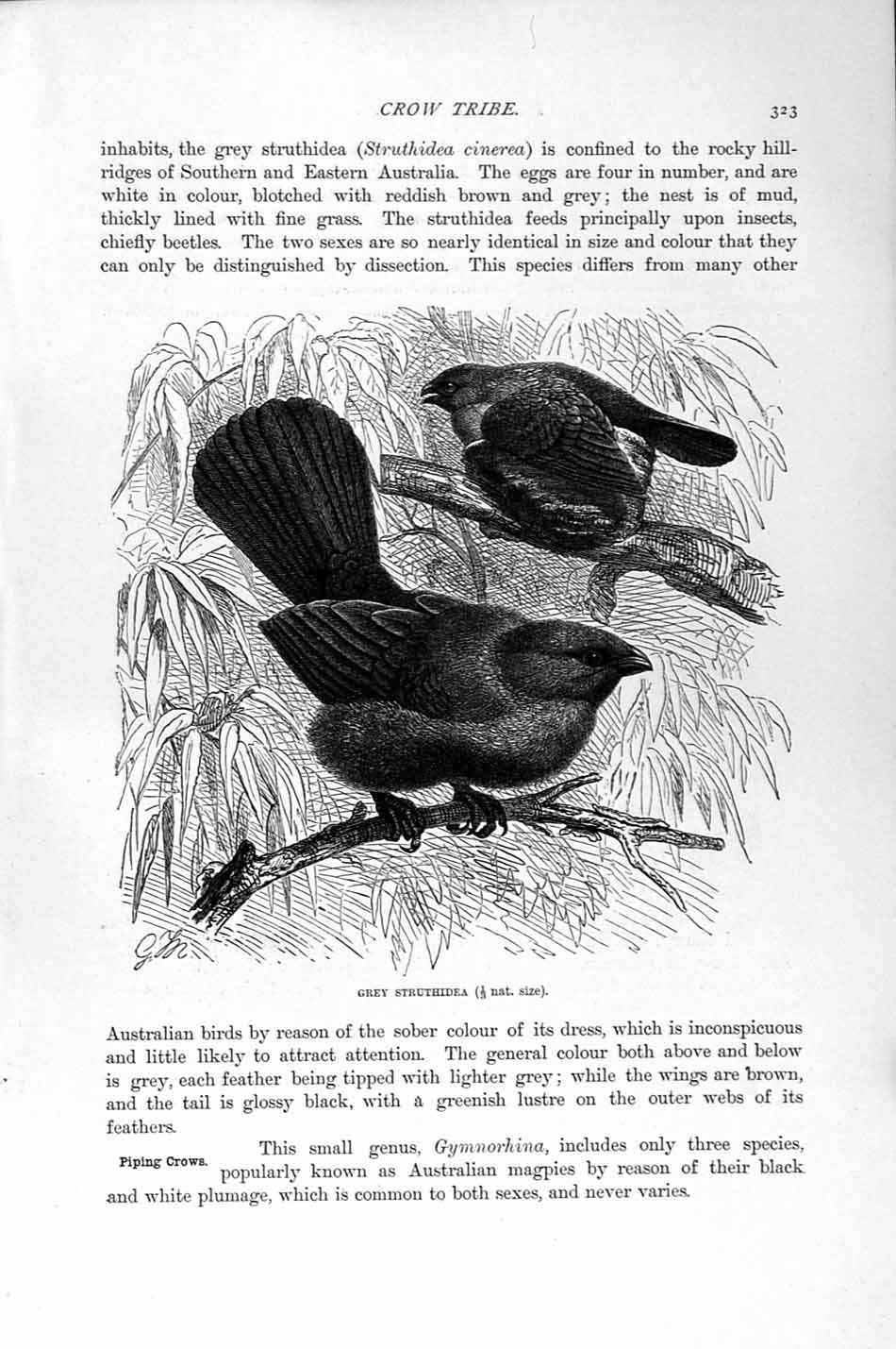 Original Old Antique Print Natural History 1894-95 Crow Birds Struthidea Piping