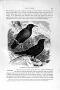 Old Antique Print Natural History 1894-95 Red-Billed Alpine Chough Crow 19th