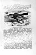 Old Antique Print Natural History 1894-95 Crow Chough-Thrush Huias Birds 19th