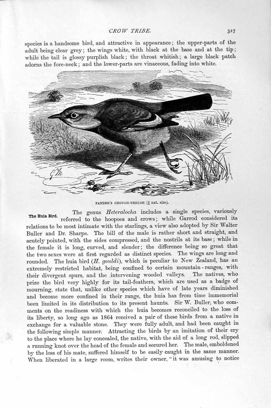 Old Antique Print Natural History 1894-95 Crow Chough-Thrush Huias Birds 19th
