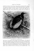 Original Old Antique Print Natural History 1894-95 Twelve-Wired Bird Paradise