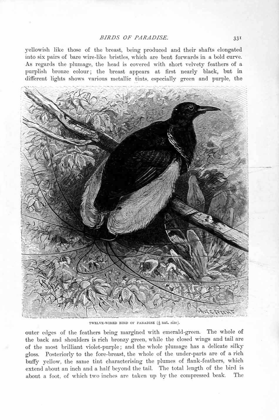 Original Old Antique Print Natural History 1894-95 Twelve-Wired Bird Paradise