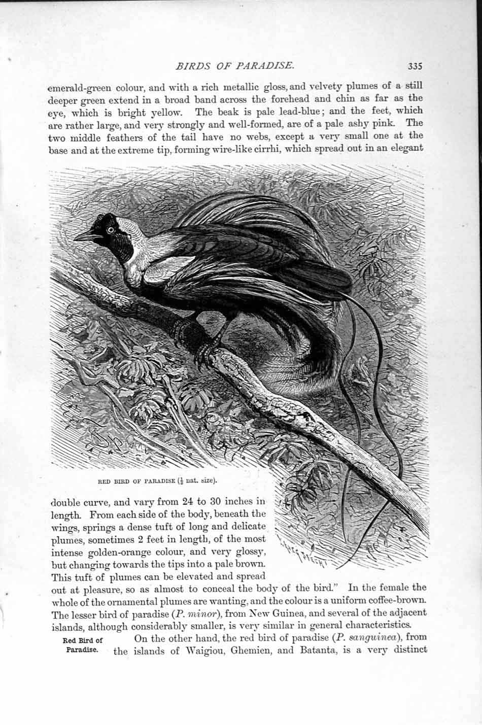 Original Old Antique Print Natural History 1894-95 Red Bird Paradise Victorian