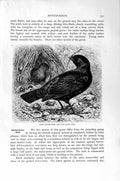 Old Antique Print Natural History 1894-95 Satin Bower-Birds Spotted Nest 19th