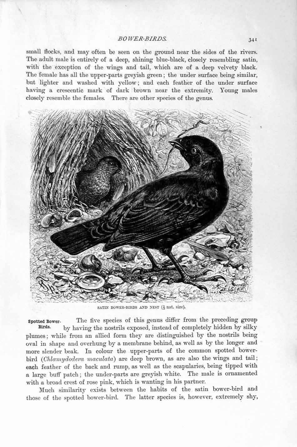 Old Antique Print Natural History 1894-95 Satin Bower-Birds Spotted Nest 19th