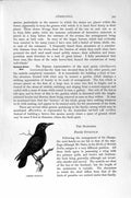 Original Old Antique Print Natural History 1894-95 Common Starling Bird 19th
