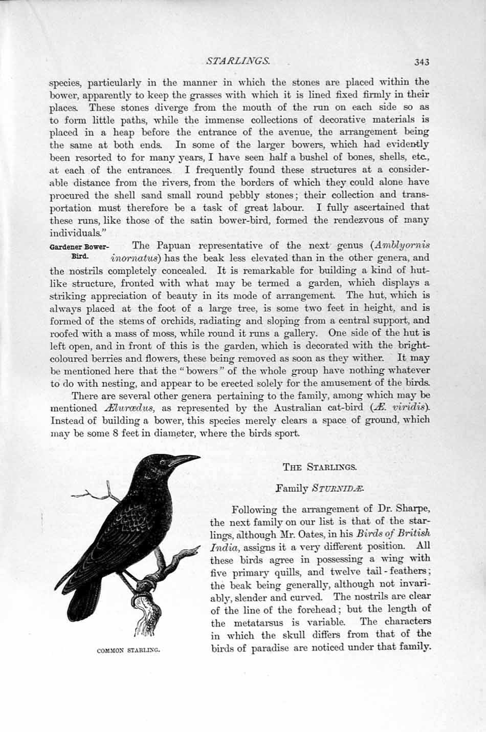 Original Old Antique Print Natural History 1894-95 Common Starling Bird 19th