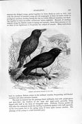 Original Old Antique Print Natural History 1894-95 Black Starling Bird Perching