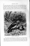 Original Old Antique Print Natural History 1894-95 Red-Billed Ox-Pecker Bird