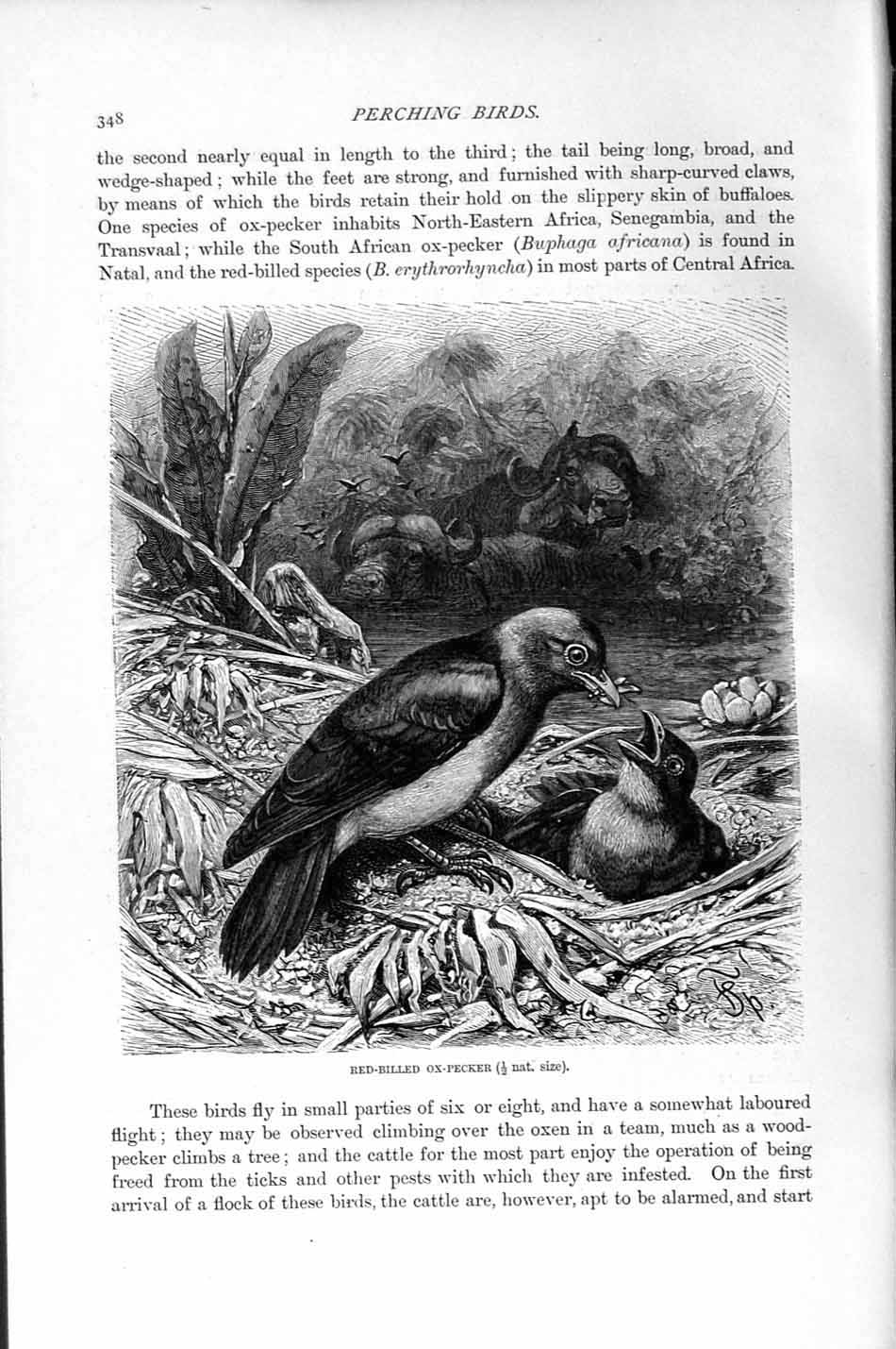 Original Old Antique Print Natural History 1894-95 Red-Billed Ox-Pecker Bird