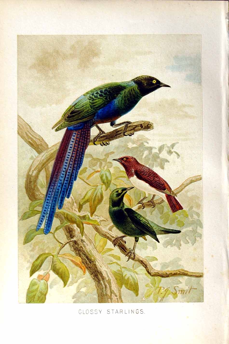 Old Antique Print Natural History 1894-95 Glossy Starlings Birds Colour 19th