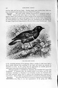 Original Old Antique Print Natural History 1894-95 Superb Glossy Starling Bird