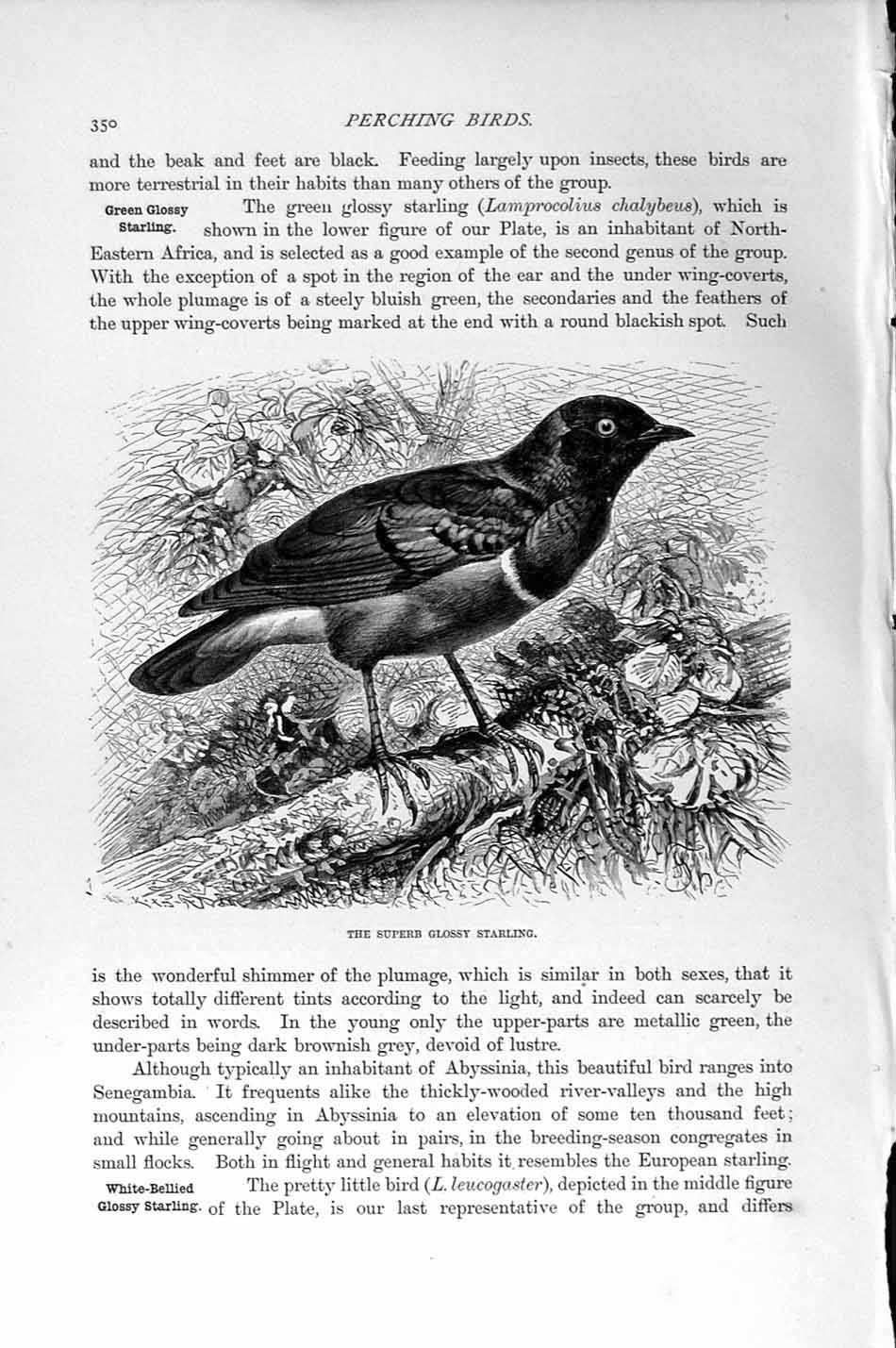 Original Old Antique Print Natural History 1894-95 Superb Glossy Starling Bird