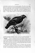 Old Antique Print Natural History 1894-95 Southern Grackle Drongo Birds 19th
