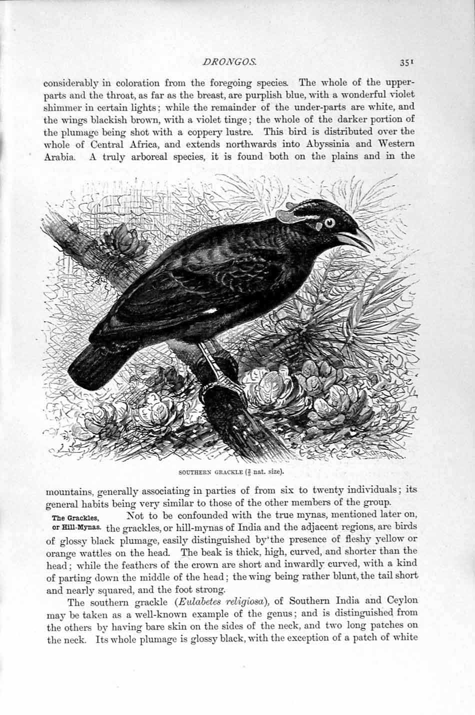 Old Antique Print Natural History 1894-95 Southern Grackle Drongo Birds 19th