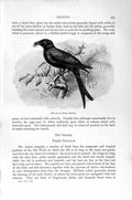 Old Antique Print Black Indian Drongo Oriole Bird Natural History 1894-95 19th