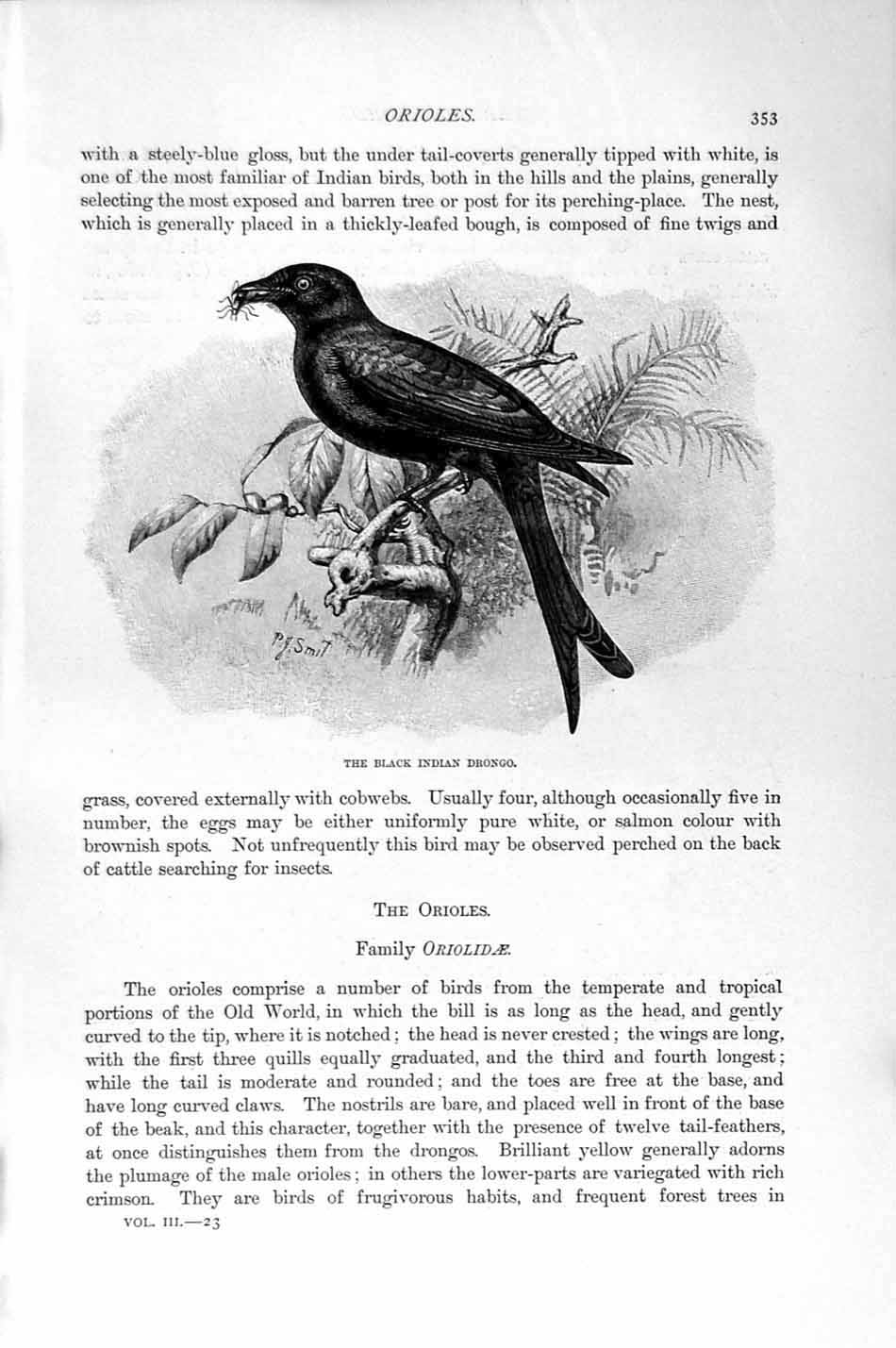 Old Antique Print Black Indian Drongo Oriole Bird Natural History 1894-95 19th