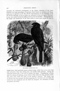 Old Antique Print Crested Cassique Perching Birds Natural History 1894-95 19th
