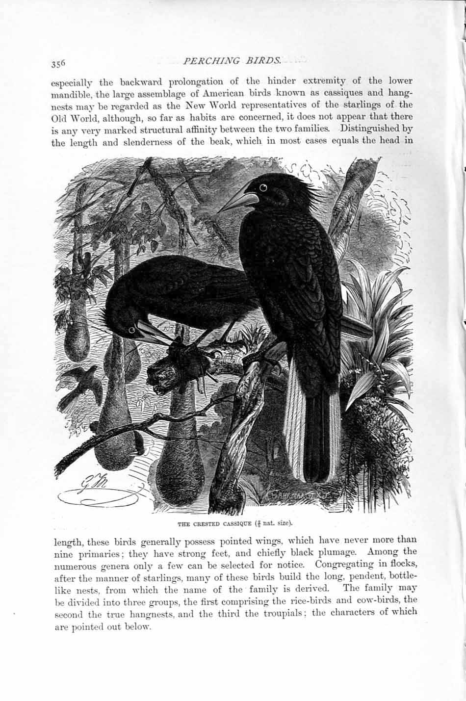Old Antique Print Crested Cassique Perching Birds Natural History 1894-95 19th