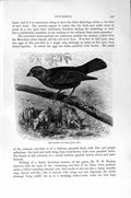 Old Antique Print Natural History1894-95 Cow Bird Red-Shouldered Starling 19th