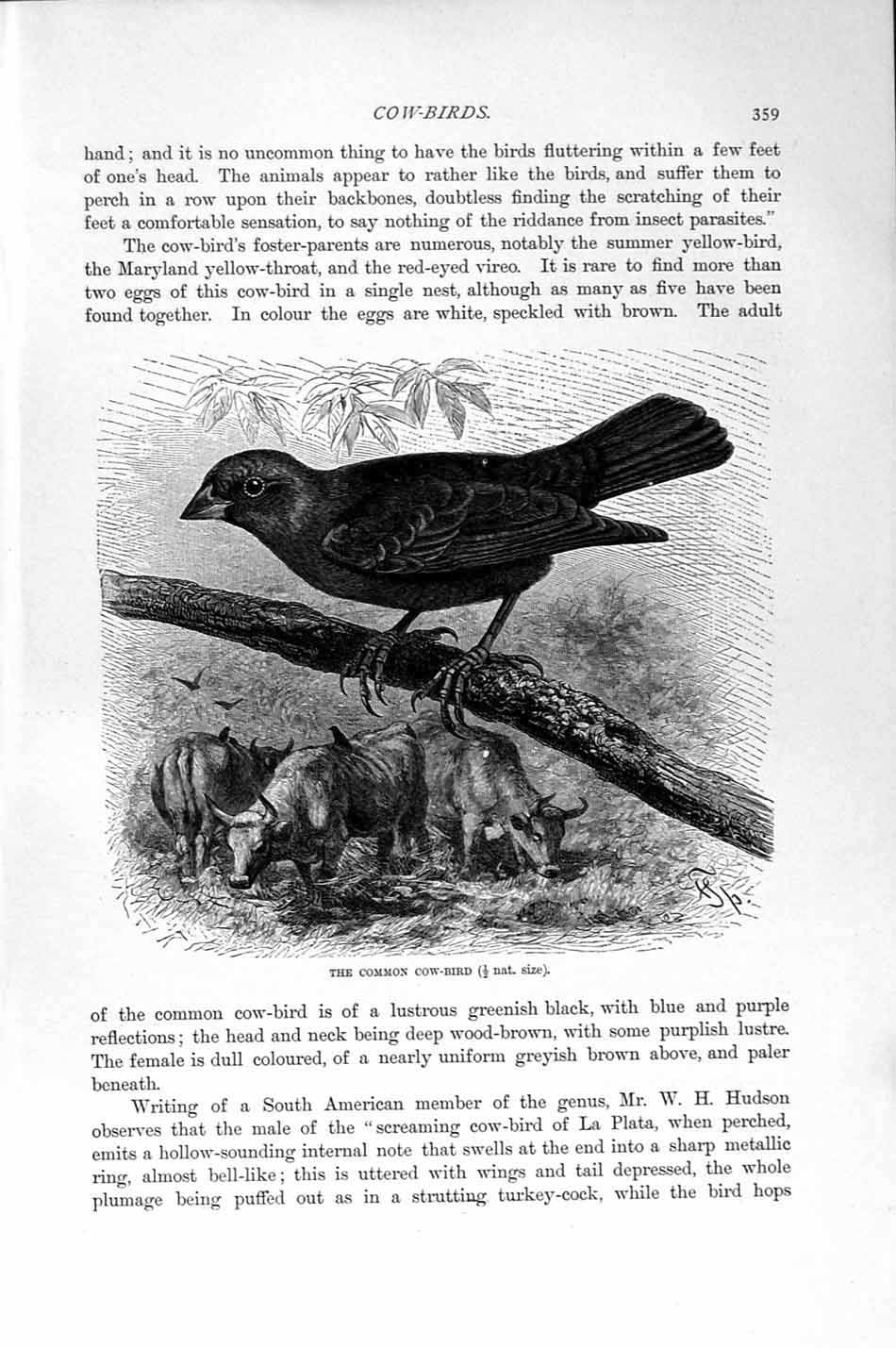 Old Antique Print Natural History1894-95 Cow Bird Red-Shouldered Starling 19th