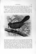 Original Old Antique Print Natural History 1894-95 Purple Troupialweavers Birds
