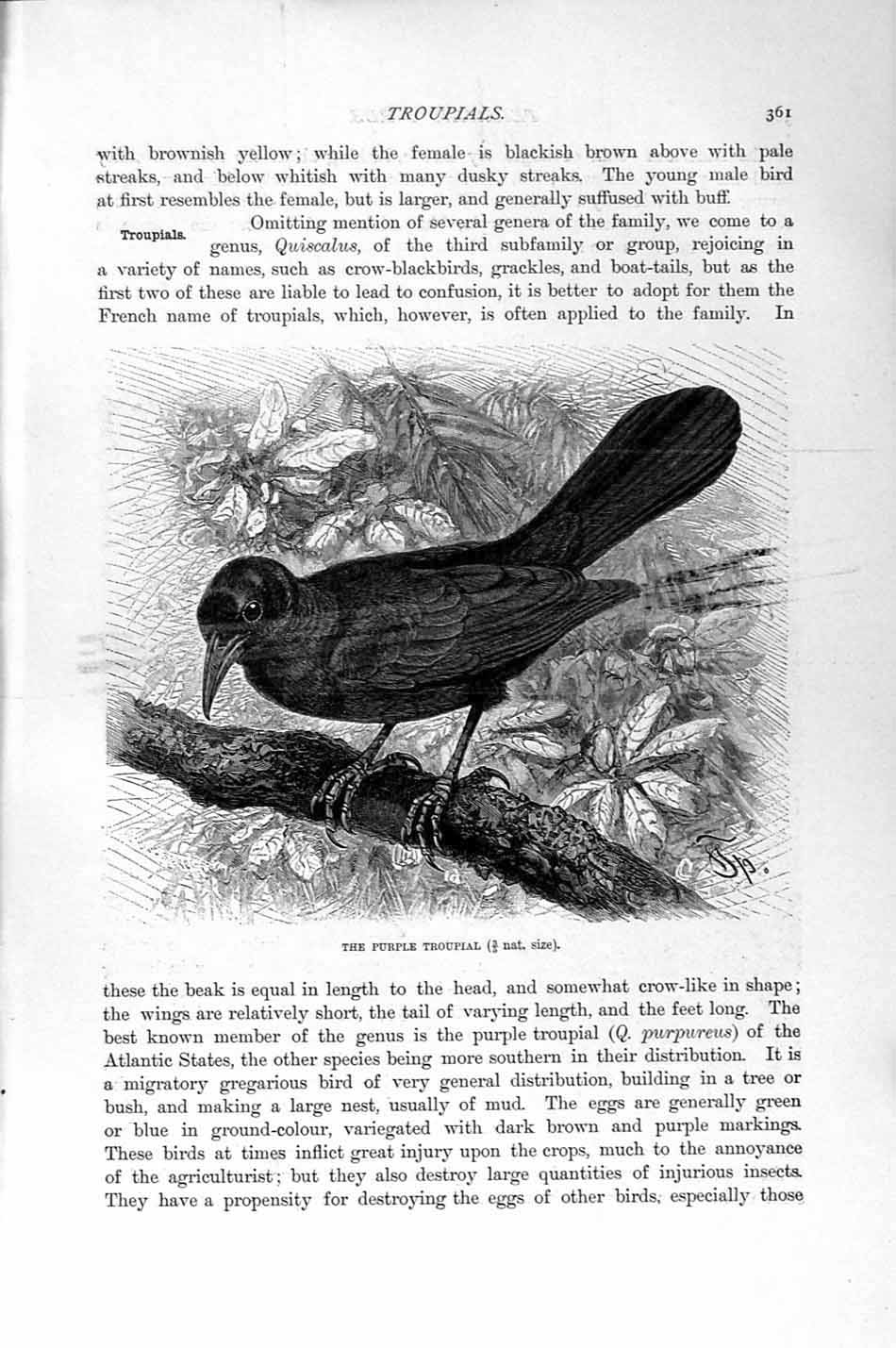 Original Old Antique Print Natural History 1894-95 Purple Troupialweavers Birds
