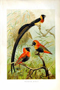 Original Old Antique Print Natural History 1894-95 Weaver Birds Smit Colour