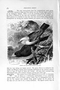 Original Old Antique Print Natural History 1894-95 Common White-Headed Ox-Birds