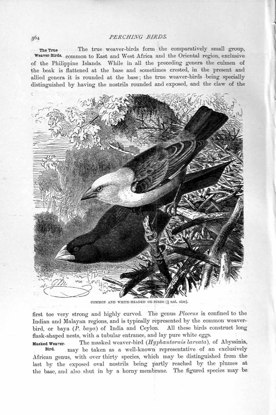 Original Old Antique Print Natural History 1894-95 Common White-Headed Ox-Birds