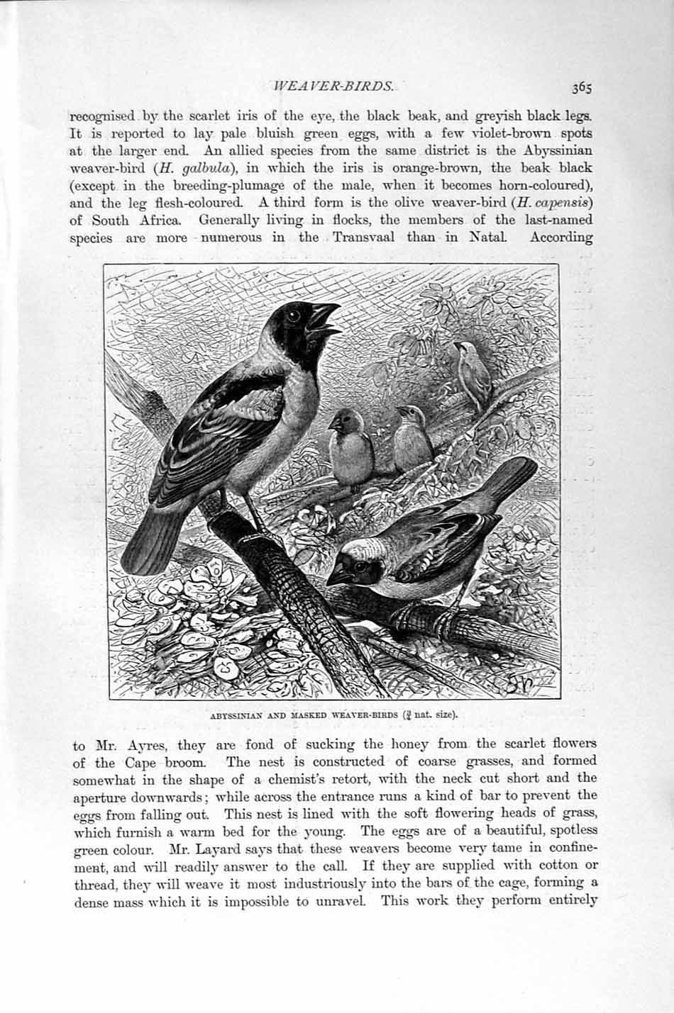 Old Antique Print Natural History 1894-95 Abyssinian Masked Weaver Birds 19th