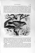 Original Old Antique Print Natural History 1894-95 Sociable Weaver Bird 19th