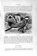 Original Old Antique Print Natural History 1894-95 Birds Sparrow Violet Tanager