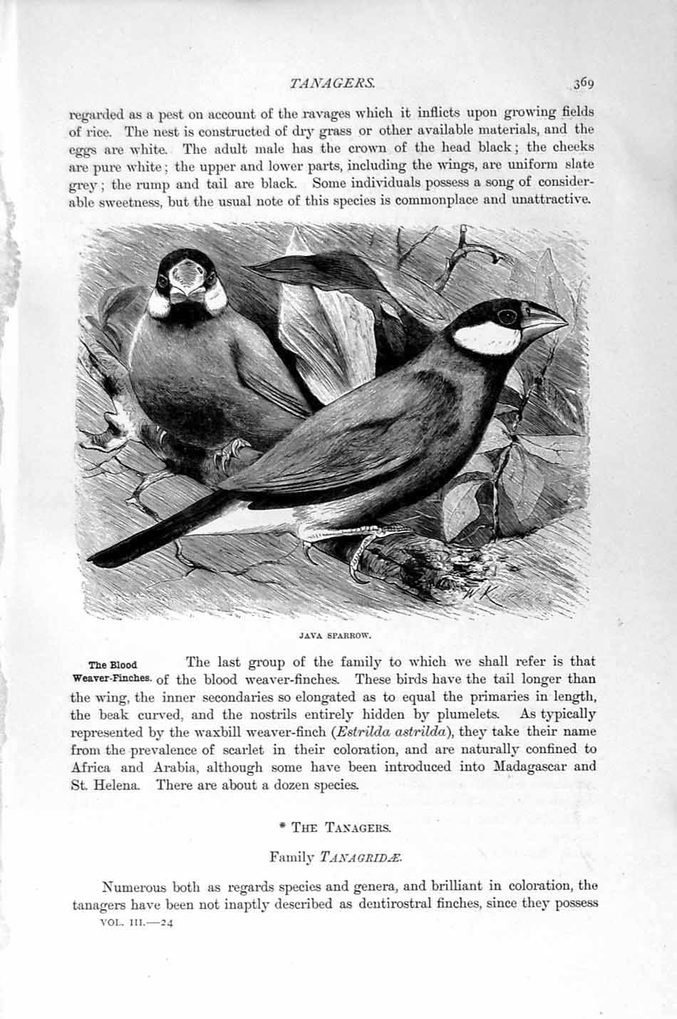 Original Old Antique Print Natural History 1894-95 Birds Sparrow Violet Tanager