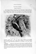 Old Antique Print Natural History 1894-95 West Indian Honey Creeper Bird 19th