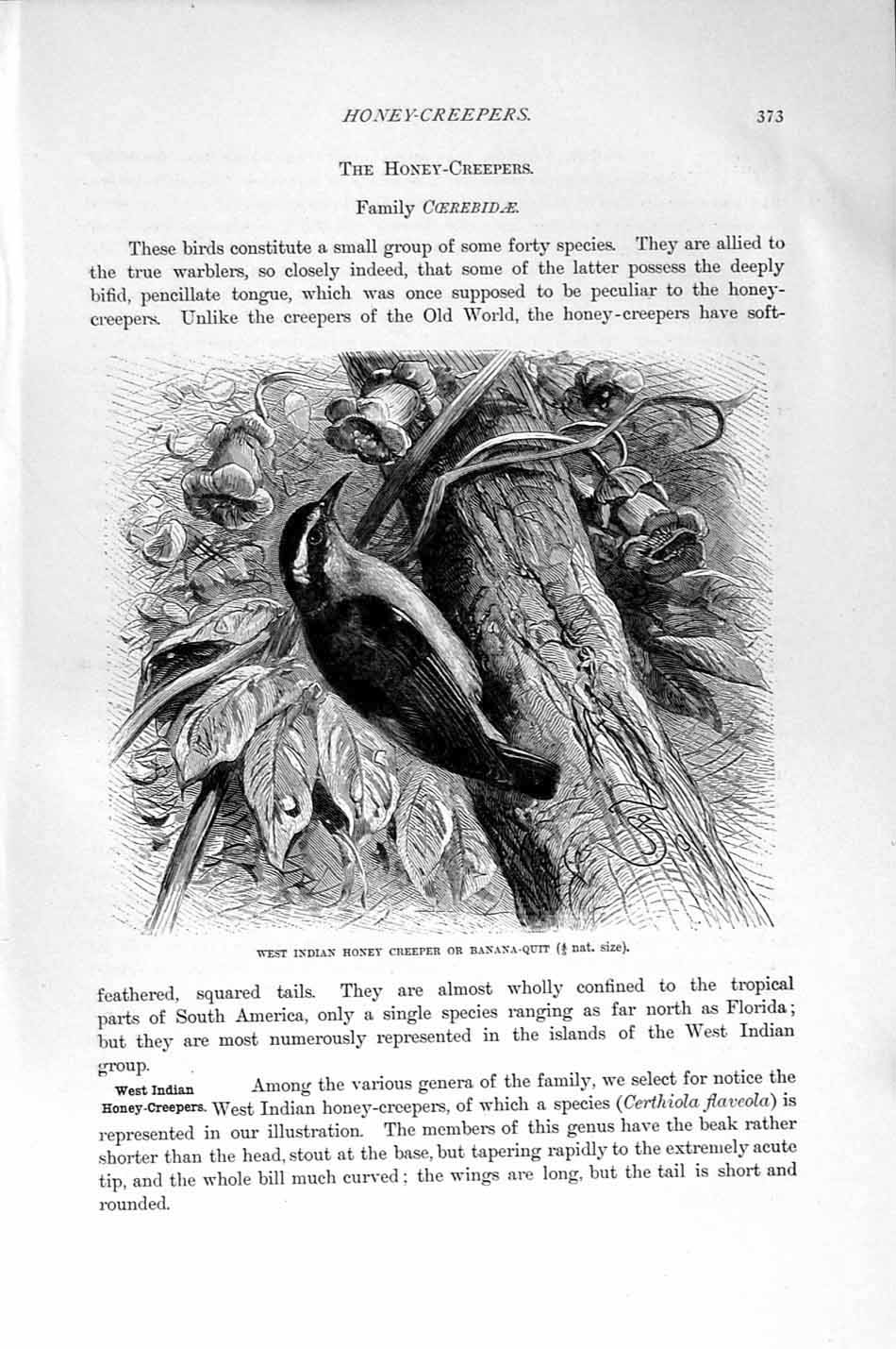 Old Antique Print Natural History 1894-95 West Indian Honey Creeper Bird 19th