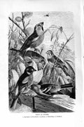 Old Antique Print Finches Hawfinch Linnet Birds Natural History 1894-95 19th