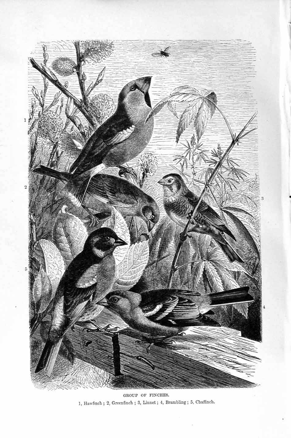 Old Antique Print Finches Hawfinch Linnet Birds Natural History 1894-95 19th