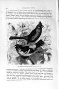 Old Antique Print Natural History 1894-95 Red Cardinal Rose-Breasted Bird 19th