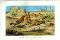 Old Antique Print Natural History 1894-95 Desert Finch Lark Birds Colour 19th