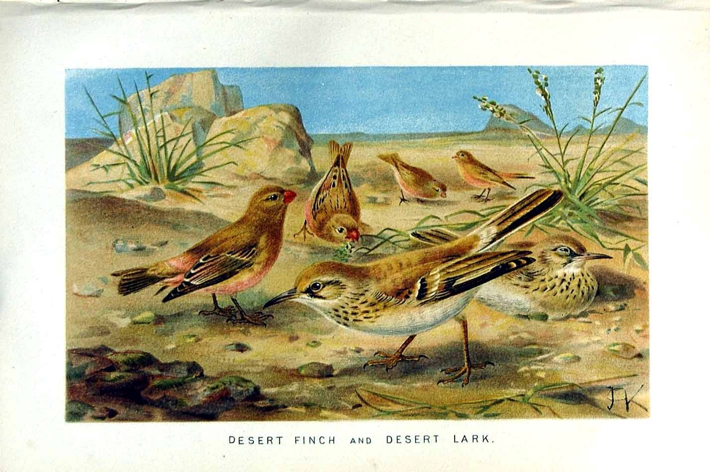Old Antique Print Natural History 1894-95 Desert Finch Lark Birds Colour 19th