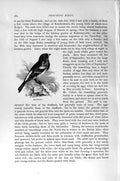 Original Old Antique Print Natural History 1894-95 Brambling Perching Bird 19th