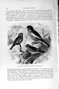 Original Old Antique Print Citril Finch Redpoll Bird Natural History 1894-95